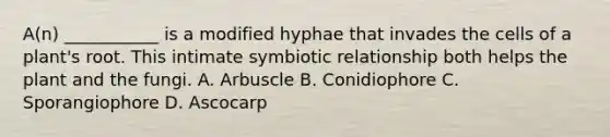 A(n) ___________ is a modified hyphae that invades the cells of a plant's root. This intimate symbiotic relationship both helps the plant and the fungi. A. Arbuscle B. Conidiophore C. Sporangiophore D. Ascocarp