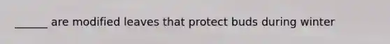 ______ are modified leaves that protect buds during winter