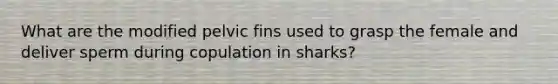 What are the modified pelvic fins used to grasp the female and deliver sperm during copulation in sharks?