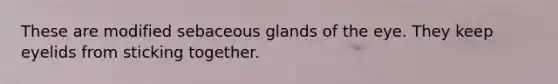 These are modified sebaceous glands of the eye. They keep eyelids from sticking together.