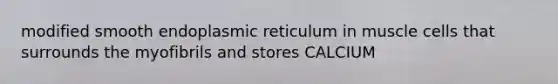 modified smooth endoplasmic reticulum in muscle cells that surrounds the myofibrils and stores CALCIUM