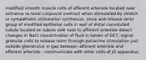 modified smooth muscle cells of afferent arteriole located near entrance to renal corpuscle contract when stimulated by stretch or sympathetic stimulation synthesize, store and release renin group of modified epithelial cells in wall of distal convoluted tubule located on tubule side next to afferent arteriole detect changes in NaCl concentration of fluid in lumen of DCT, signal granular cells to release renin through paracrine stimulation just outside glomerulus in gap between afferent arteriole and efferent arteriole - communicate with other cells of JG apparatus