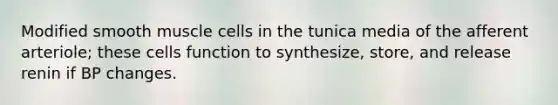 Modified smooth muscle cells in the tunica media of the afferent arteriole; these cells function to synthesize, store, and release renin if BP changes.