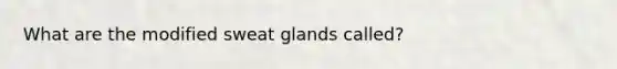 What are the modified sweat glands called?