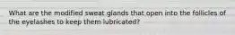 What are the modified sweat glands that open into the follicles of the eyelashes to keep them lubricated?