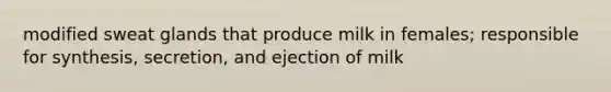 modified sweat glands that produce milk in females; responsible for synthesis, secretion, and ejection of milk