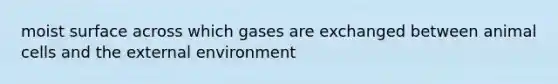 moist surface across which gases are exchanged between animal cells and <a href='https://www.questionai.com/knowledge/kpkoUX83Zl-the-external-environment' class='anchor-knowledge'>the external environment</a>