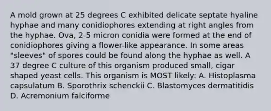 A mold grown at 25 degrees C exhibited delicate septate hyaline hyphae and many conidiophores extending at <a href='https://www.questionai.com/knowledge/kIh722csLJ-right-angle' class='anchor-knowledge'>right angle</a>s from the hyphae. Ova, 2-5 micron conidia were formed at the end of conidiophores giving a flower-like appearance. In some areas "sleeves" of spores could be found along the hyphae as well. A 37 degree C culture of this organism produced small, cigar shaped yeast cells. This organism is MOST likely: A. Histoplasma capsulatum B. Sporothrix schenckii C. Blastomyces dermatitidis D. Acremonium falciforme