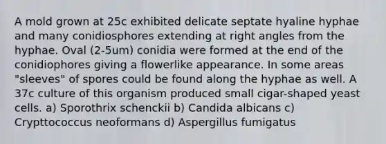 A mold grown at 25c exhibited delicate septate hyaline hyphae and many conidiosphores extending at right angles from the hyphae. Oval (2-5um) conidia were formed at the end of the conidiophores giving a flowerlike appearance. In some areas "sleeves" of spores could be found along the hyphae as well. A 37c culture of this organism produced small cigar-shaped yeast cells. a) Sporothrix schenckii b) Candida albicans c) Crypttococcus neoformans d) Aspergillus fumigatus
