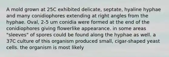 A mold grown at 25C exhibited delicate, septate, hyaline hyphae and many conidiophores extending at <a href='https://www.questionai.com/knowledge/kIh722csLJ-right-angle' class='anchor-knowledge'>right angle</a>s from the hyphae. Oval, 2-5 um conidia were formed at the end of the conidiophores giving flowerlike appearance. in some areas "sleeves" of spores could be found along the hyphae as well. a 37C culture of this organism produced small, cigar-shaped yeast cells. the organism is most likely