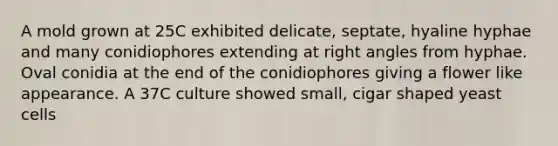 A mold grown at 25C exhibited delicate, septate, hyaline hyphae and many conidiophores extending at right angles from hyphae. Oval conidia at the end of the conidiophores giving a flower like appearance. A 37C culture showed small, cigar shaped yeast cells
