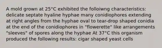 A mold grown at 25°C exhibited the folloiwng characteristics: delicate septate hyaline hyphae many conidiophores extending at right angles from the hyphae oval to tear-drop shaped conidia at the end of the conidiophores in "flowerette" like arrangements "sleeves" of spores along the hyphae At 37°C this organism produced the following results: cigar shaped yeast cells