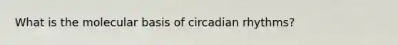 What is the molecular basis of circadian rhythms?