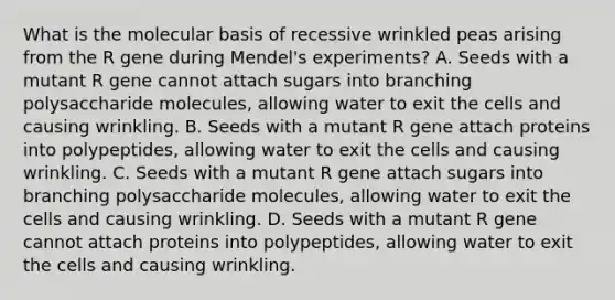 What is the molecular basis of recessive wrinkled peas arising from the R gene during Mendel's experiments? A. Seeds with a mutant R gene cannot attach sugars into branching polysaccharide molecules, allowing water to exit the cells and causing wrinkling. B. Seeds with a mutant R gene attach proteins into polypeptides, allowing water to exit the cells and causing wrinkling. C. Seeds with a mutant R gene attach sugars into branching polysaccharide molecules, allowing water to exit the cells and causing wrinkling. D. Seeds with a mutant R gene cannot attach proteins into polypeptides, allowing water to exit the cells and causing wrinkling.