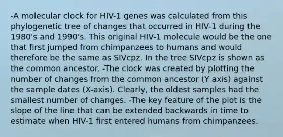 -A molecular clock for HIV-1 genes was calculated from this phylogenetic tree of changes that occurred in HIV-1 during the 1980's and 1990's. This original HIV-1 molecule would be the one that first jumped from chimpanzees to humans and would therefore be the same as SIVcpz. In the tree SIVcpz is shown as the common ancestor. -The clock was created by plotting the number of changes from the common ancestor (Y axis) against the sample dates (X-axis). Clearly, the oldest samples had the smallest number of changes. -The key feature of the plot is the slope of the line that can be extended backwards in time to estimate when HIV-1 first entered humans from chimpanzees.