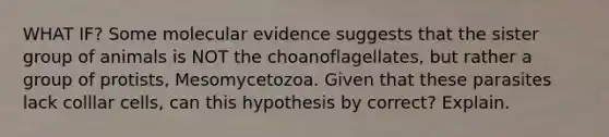 WHAT IF? Some molecular evidence suggests that the sister group of animals is NOT the choanoflagellates, but rather a group of protists, Mesomycetozoa. Given that these parasites lack colllar cells, can this hypothesis by correct? Explain.