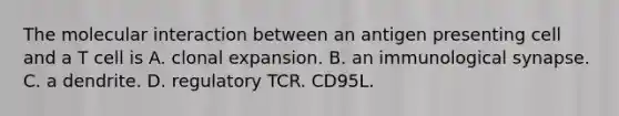 The molecular interaction between an antigen presenting cell and a T cell is A. clonal expansion. B. an immunological synapse. C. a dendrite. D. regulatory TCR. CD95L.