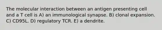 The molecular interaction between an antigen presenting cell and a T cell is A) an immunological synapse. B) clonal expansion. C) CD95L. D) regulatory TCR. E) a dendrite.