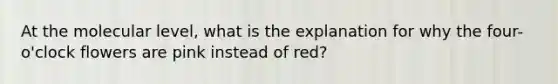 At the molecular level, what is the explanation for why the four-o'clock flowers are pink instead of red?