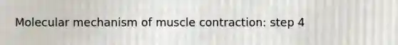 Molecular mechanism of muscle contraction: step 4