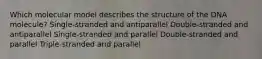 Which molecular model describes the structure of the DNA molecule? Single-stranded and antiparallel Double-stranded and antiparallel Single-stranded and parallel Double-stranded and parallel Triple-stranded and parallel