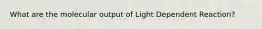 What are the molecular output of Light Dependent Reaction?