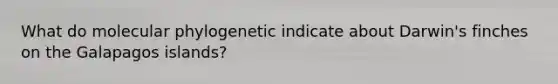 What do molecular phylogenetic indicate about Darwin's finches on the Galapagos islands?