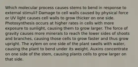 Which molecular process causes stems to bend in response to external stimuli? Damage to cell walls caused by physical force or UV light causes cell walls to grow thicker on one side. Photosynthesis occurs at higher rates in cells with more exposure to sunlight, causing them to grow larger. The force of gravity causes more minerals to reach the lower sides of shoots and branches, causing those cells to grow faster and thus grow upright. The xylem on one side of the plant swells with water, causing the plant to bend under its weight. Auxins concentrate on one side of the stem, causing plants cells to grow larger on that side.