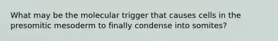 What may be the molecular trigger that causes cells in the presomitic mesoderm to finally condense into somites?