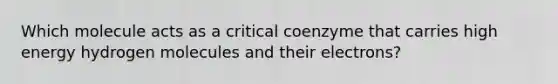 Which molecule acts as a critical coenzyme that carries high energy hydrogen molecules and their electrons?