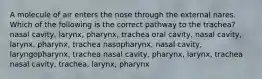 A molecule of air enters the nose through the external nares. Which of the following is the correct pathway to the trachea? nasal cavity, larynx, pharynx, trachea oral cavity, nasal cavity, larynx, pharynx, trachea nasopharynx, nasal cavity, laryngopharynx, trachea nasal cavity, pharynx, larynx, trachea nasal cavity, trachea, larynx, pharynx