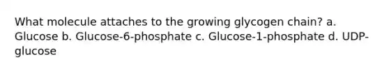 What molecule attaches to the growing glycogen chain? a. Glucose b. Glucose-6-phosphate c. Glucose-1-phosphate d. UDP-glucose