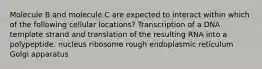 Molecule B and molecule C are expected to interact within which of the following cellular locations? Transcription of a DNA template strand and translation of the resulting RNA into a polypeptide. nucleus ribosome rough endoplasmic reticulum Golgi apparatus