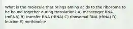 What is the molecule that brings amino acids to the ribosome to be bound together during translation? A) messenger RNA (mRNA) B) transfer RNA (tRNA) C) ribosomal RNA (rRNA) D) leucine E) methionine