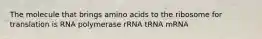 The molecule that brings amino acids to the ribosome for translation is RNA polymerase rRNA tRNA mRNA