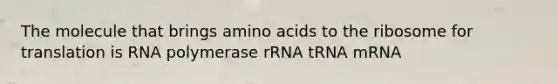 The molecule that brings amino acids to the ribosome for translation is RNA polymerase rRNA tRNA mRNA