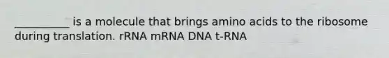 __________ is a molecule that brings amino acids to the ribosome during translation. rRNA mRNA DNA t-RNA