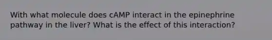 With what molecule does cAMP interact in the epinephrine pathway in the liver? What is the effect of this interaction?