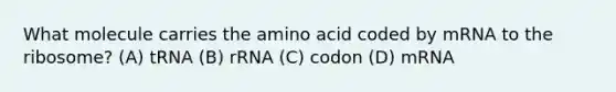 What molecule carries the amino acid coded by mRNA to the ribosome? (A) tRNA (B) rRNA (C) codon (D) mRNA