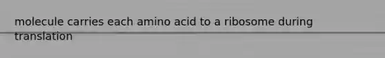 molecule carries each amino acid to a ribosome during translation