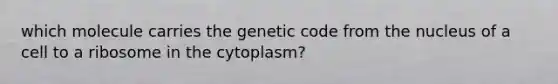 which molecule carries the genetic code from the nucleus of a cell to a ribosome in the cytoplasm?