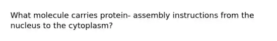 What molecule carries protein- assembly instructions from the nucleus to the cytoplasm?