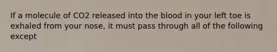 If a molecule of CO2 released into <a href='https://www.questionai.com/knowledge/k7oXMfj7lk-the-blood' class='anchor-knowledge'>the blood</a> in your left toe is exhaled from your nose, it must pass through all of the following except