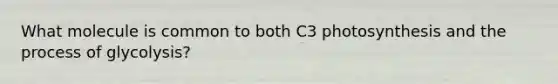 What molecule is common to both C3 photosynthesis and the process of glycolysis?