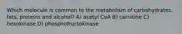 Which molecule is common to the metabolism of carbohydrates, fats, proteins and alcohol? A) acetyl CoA B) carnitine C) hexokinase D) phosphofructokinase