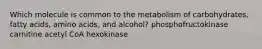 Which molecule is common to the metabolism of carbohydrates, fatty acids, amino acids, and alcohol? phosphofructokinase carnitine acetyl CoA hexokinase