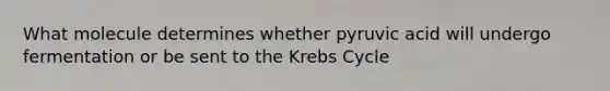 What molecule determines whether pyruvic acid will undergo fermentation or be sent to the Krebs Cycle