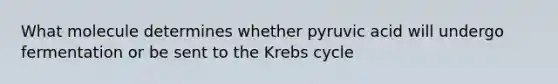 What molecule determines whether pyruvic acid will undergo fermentation or be sent to the Krebs cycle