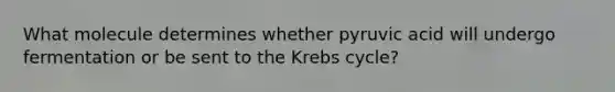 What molecule determines whether pyruvic acid will undergo fermentation or be sent to the Krebs cycle?