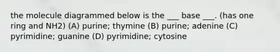 the molecule diagrammed below is the ___ base ___. (has one ring and NH2) (A) purine; thymine (B) purine; adenine (C) pyrimidine; guanine (D) pyrimidine; cytosine